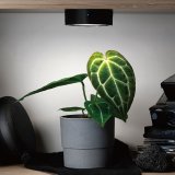 ONF MIST O 植霧光 隨吸植物培育燈具